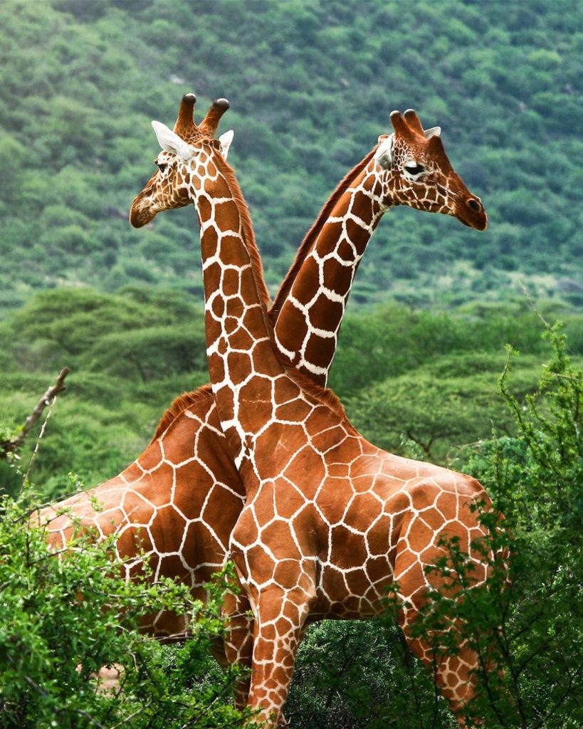 La excursión al Giraffe Centre NATTHIS Kenia